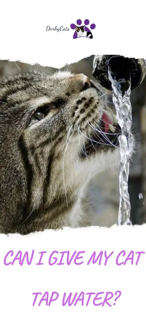 Can I give my cat tap water?