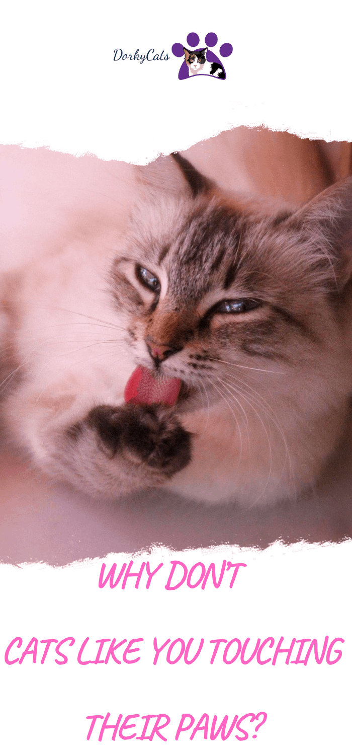 WHY DON'T CATS LIKE YOU TOUCHING THEIR PAWS? 5 REASONS
