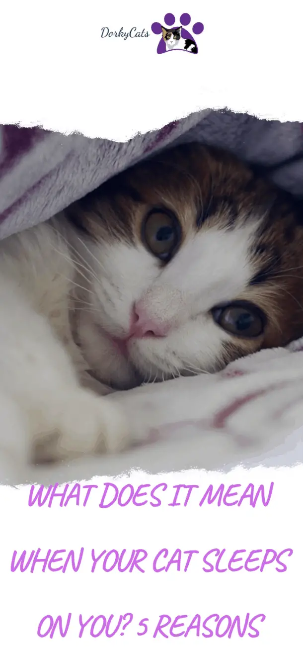 WHAT DOES IT MEAN WHEN YOUR CAT SLEEPS ON YOU? 5 REASONS