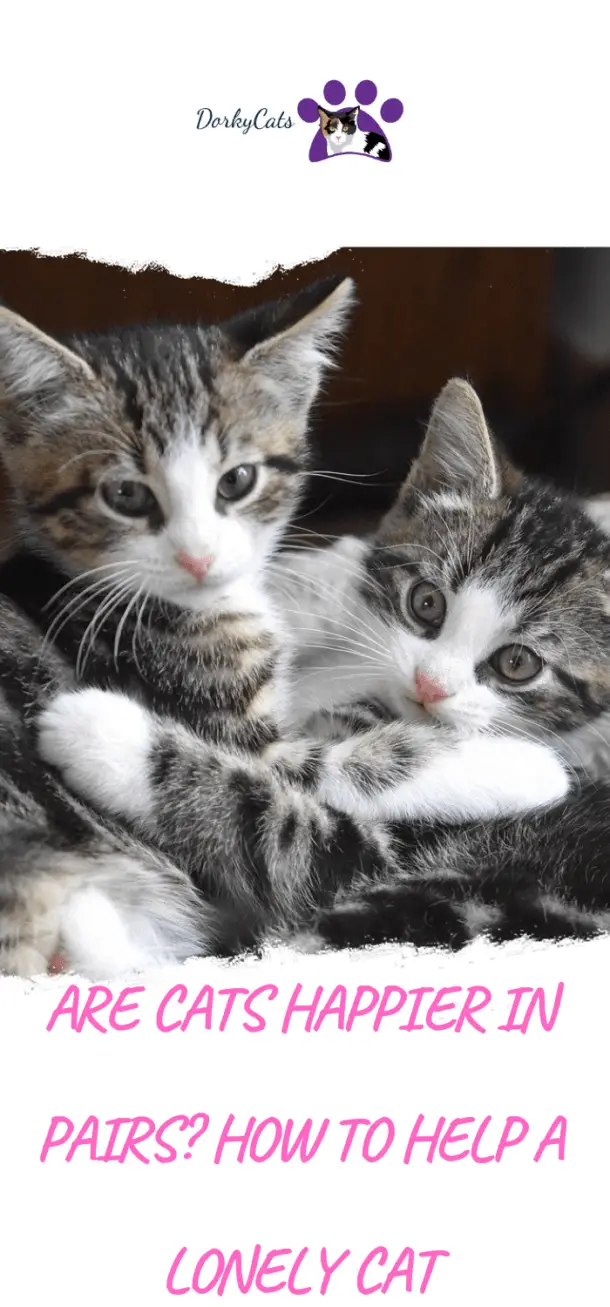 ARE CATS HAPPIER IN PAIRS? HOW TO HELP A LONELY CAT
