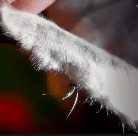 cats paws whiskers