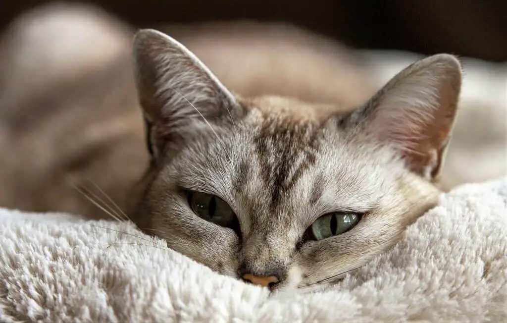 CAN CATS SURVIVE ON DRY FOOD ALONE? GOOD AND BAD