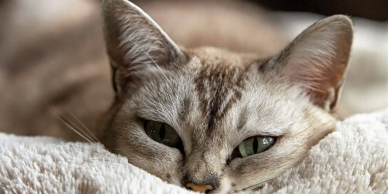 CAN CATS SURVIVE ON DRY FOOD ALONE? GOOD AND BAD