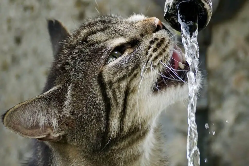 are-temptations-treats-bad-for-cats-the-real-truth