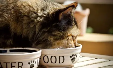 ARE ELEVATED BOWLS BETTER FOR CATS? 5+ REASONS TO USE THEM