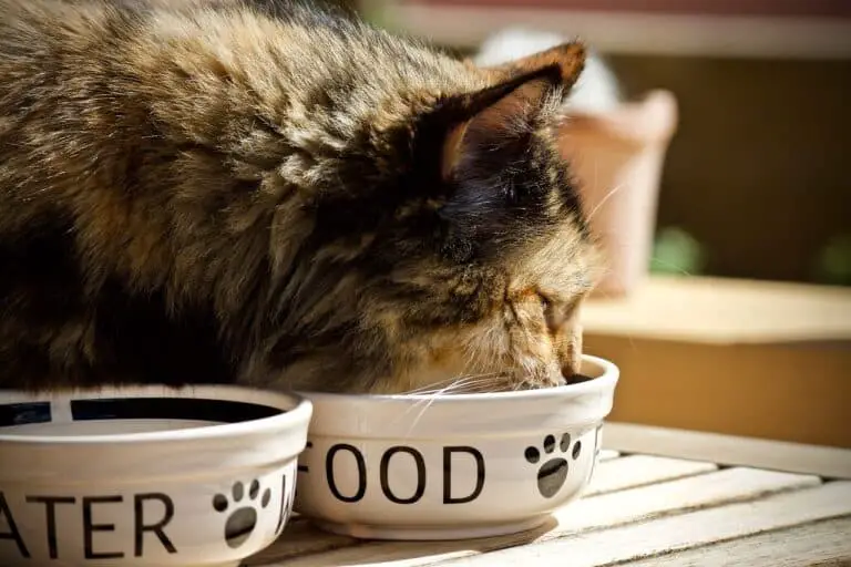 ARE ELEVATED BOWLS BETTER FOR CATS? 5+ REASONS TO USE THEM