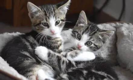 ARE CATS HAPPIER IN PAIRS? HOW TO HELP A LONELY CAT