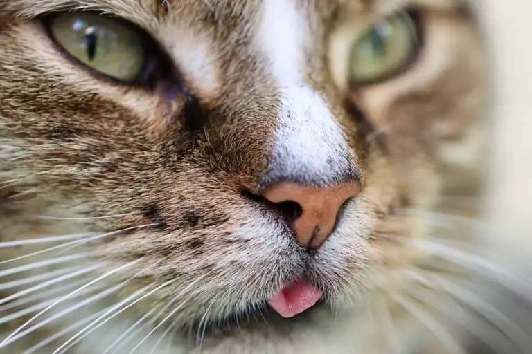 DO CATS BURP? WHAT IS THE REAL ANSWER?