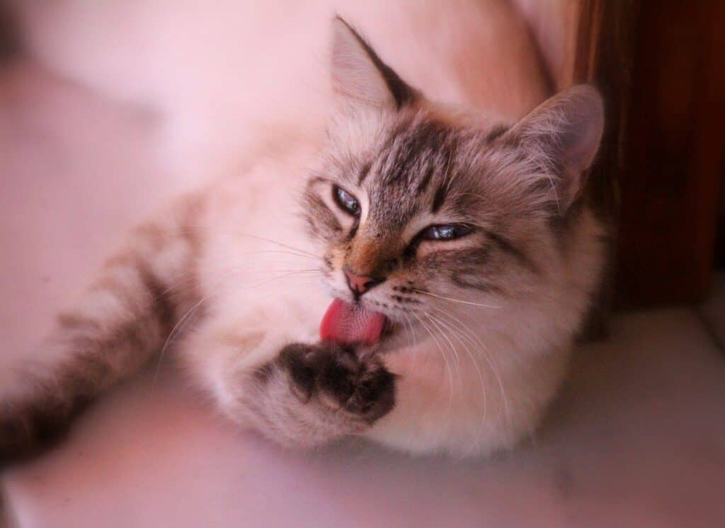 WHY DON'T CATS LIKE YOU TOUCHING THEIR PAWS? 5 REASONS