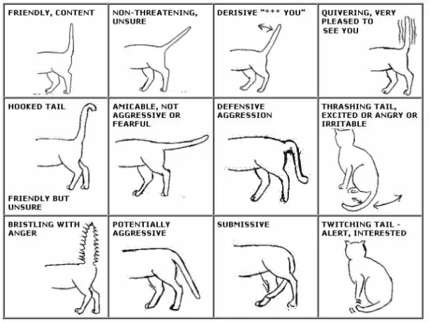 DO CATS CONTROL THEIR TAILS? 10+ TAILS MOVEMENTS