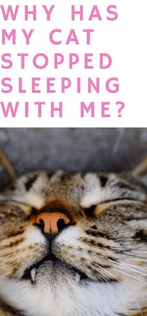 Why has my cat stopped sleeping with me?