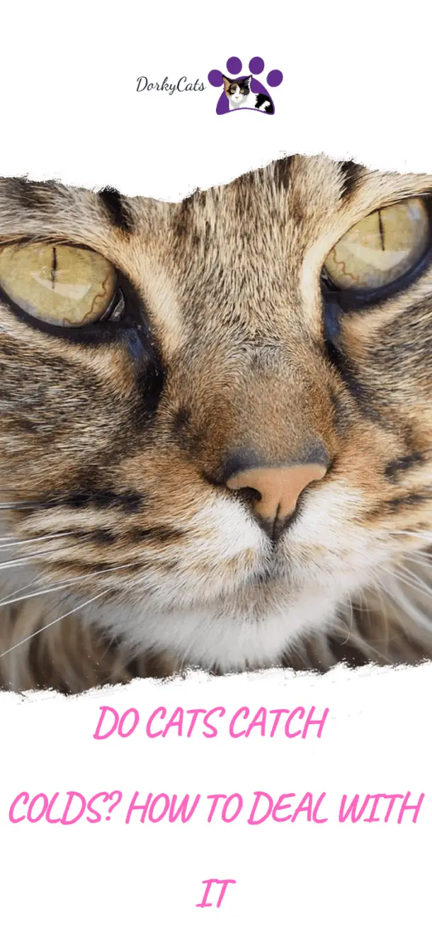 DO CATS CATCH COLDS? HOW TO DEAL WITH IT