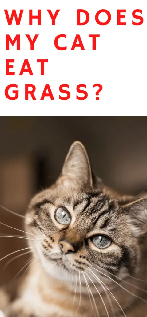 Why does my cat eat grass?