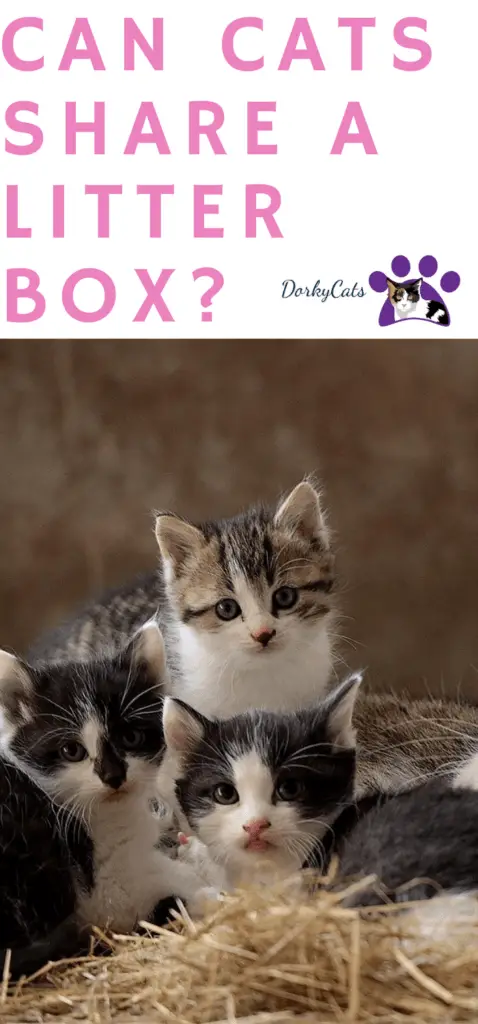 Can cats share a litter box?