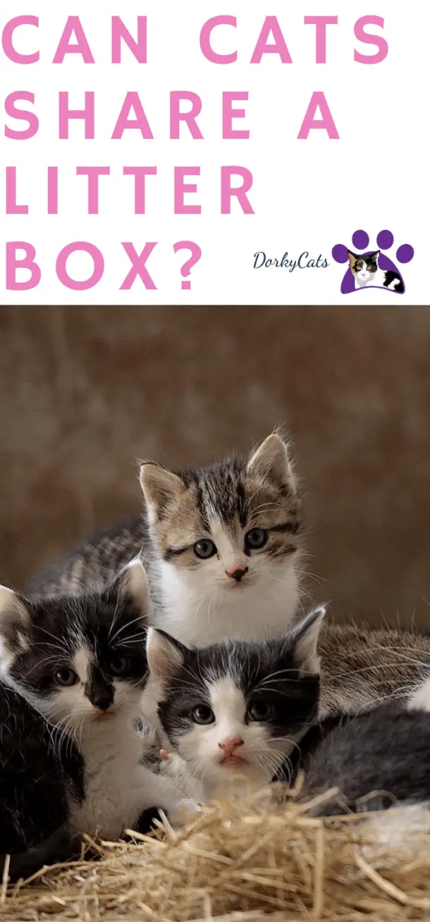 CAN CATS SHARE A LITTER BOX? HOW TO DECIDE