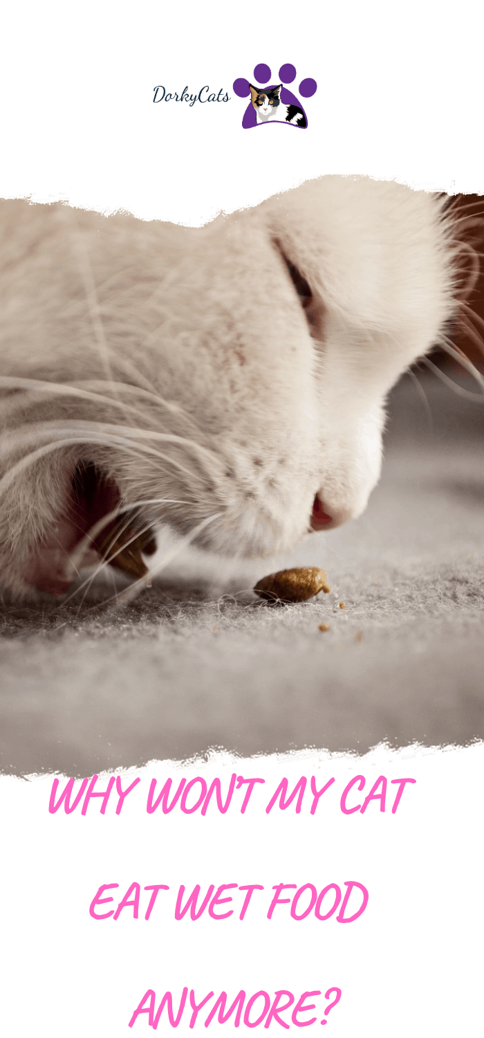 WHY WON'T MY CAT EAT WET FOOD ANYMORE? 10 REASONS