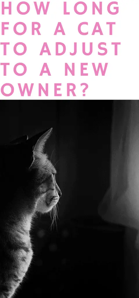 How long does it take for a cat to adjust to a new owner? 