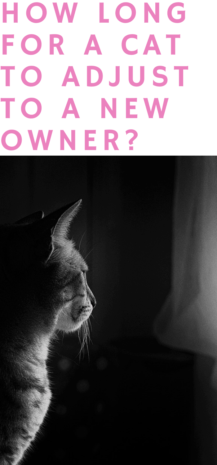 HOW LONG DOES IT TAKE FOR A CAT TO ADJUST TO A NEW OWNER?
