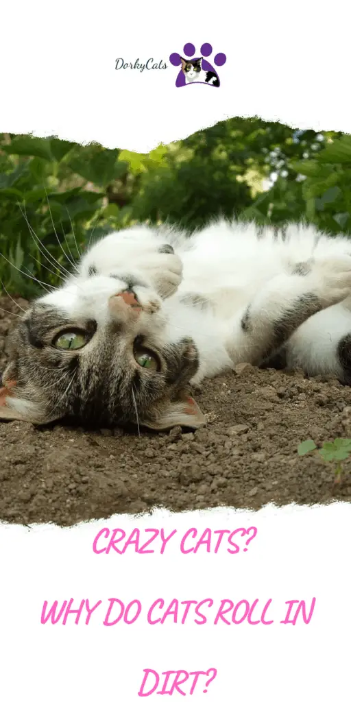 Why do cats roll in dirt?