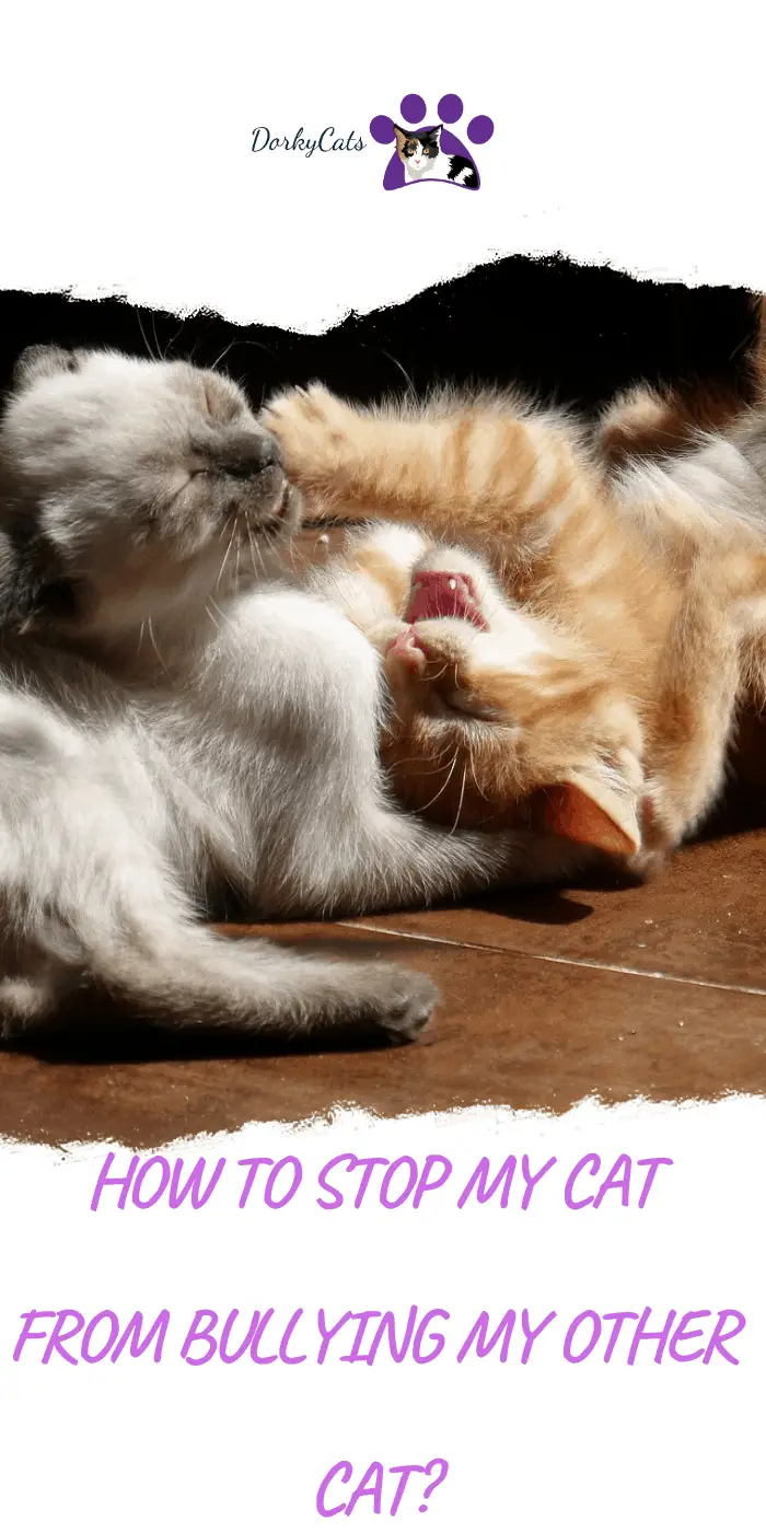 HOW TO STOP MY CAT FROM BULLYING MY OTHER CAT?