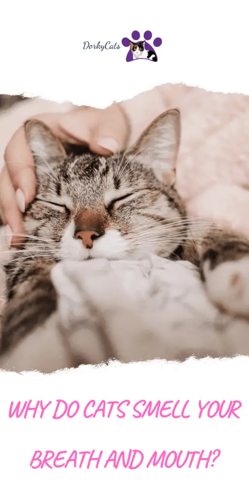  Why do cats smell your breath? 