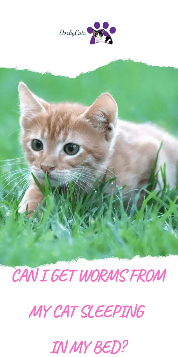 CAN I GET WORMS FROM MY CAT SLEEPING IN MY BED? DorkyCats