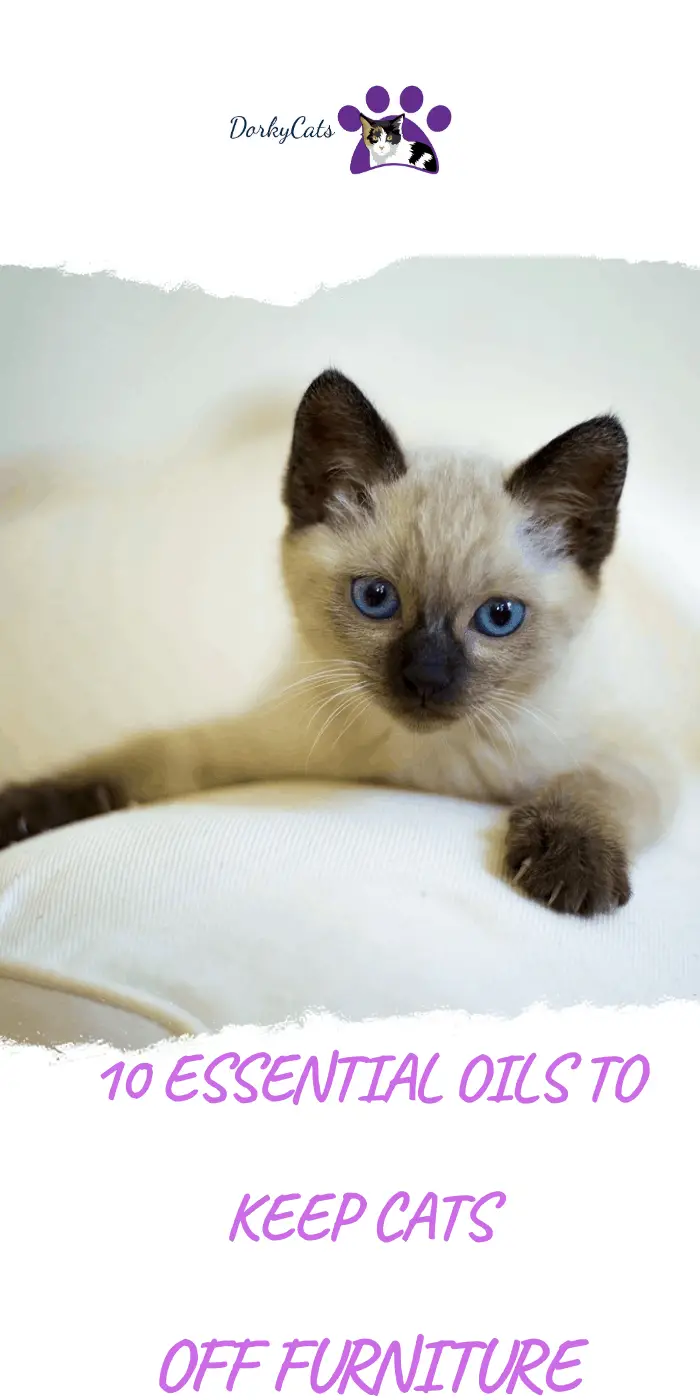 5 NONTOXIC ESSENTIAL OILS TO KEEP CATS OFF FURNITURE