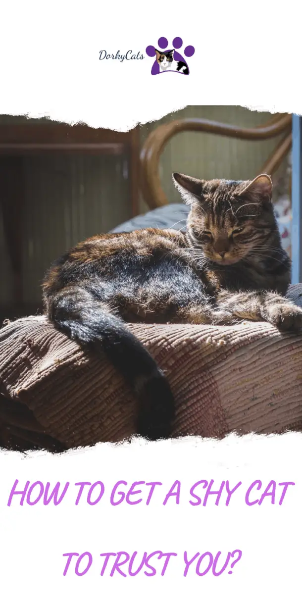 HOW TO GET A SHY CAT TO TRUST YOU? 10 TIPS