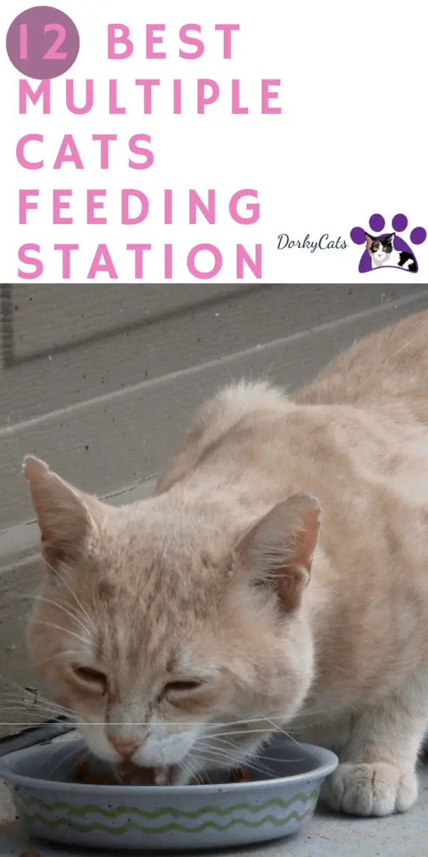 11 BEST MULTIPLE CAT FEEDING STATIONS AND HOW TO CHOSE ONE