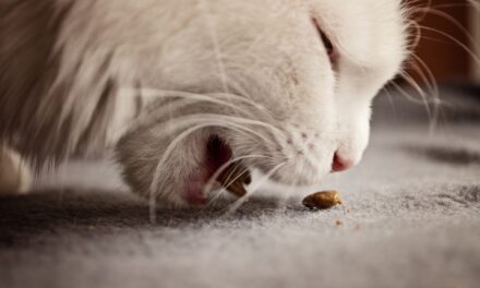 WHY WON’T MY CAT EAT WET FOOD ANYMORE? 10 REASONS
