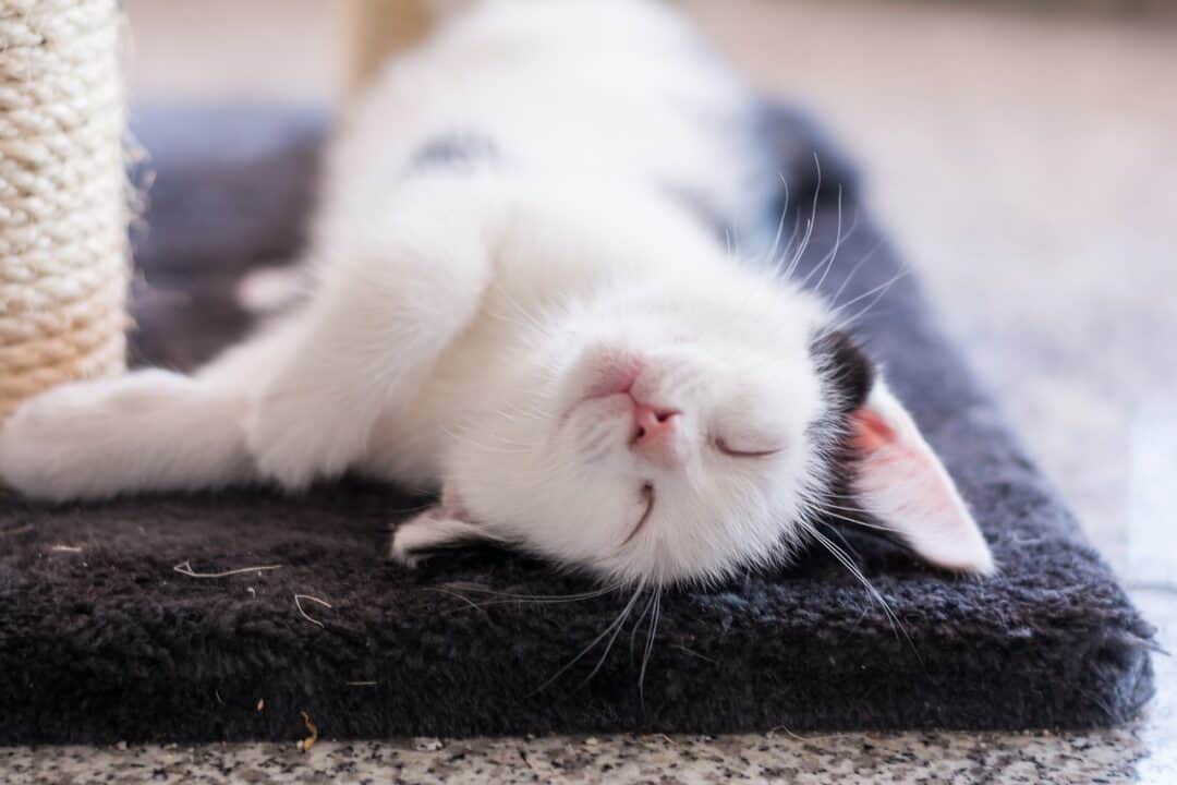 WHY DO CATS FLOP DOWN IN FRONT OF YOU OR FLOP OVER?