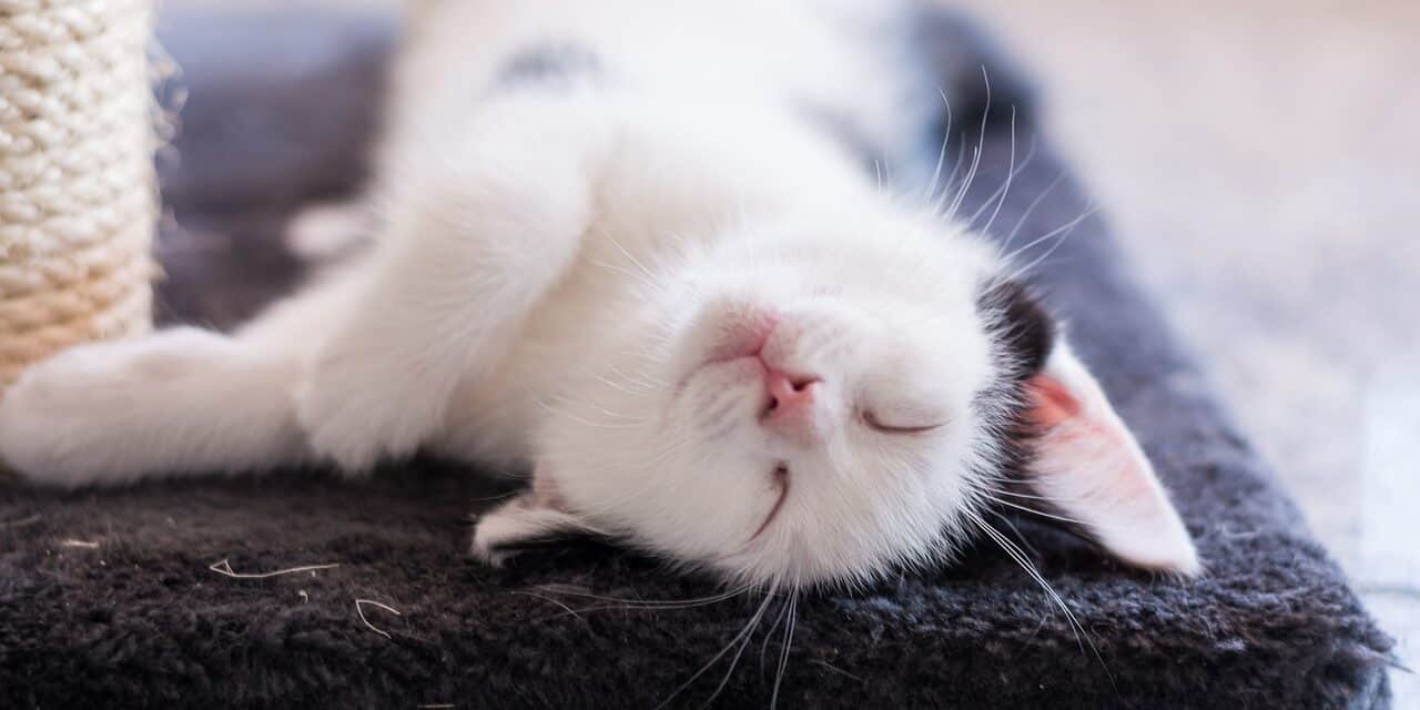 WHY DO CATS FLOP DOWN IN FRONT OF YOU OR FLOP OVER?