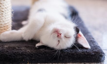 WHY DO CATS FLOP DOWN IN FRONT OF YOU OR FLOP OVER?