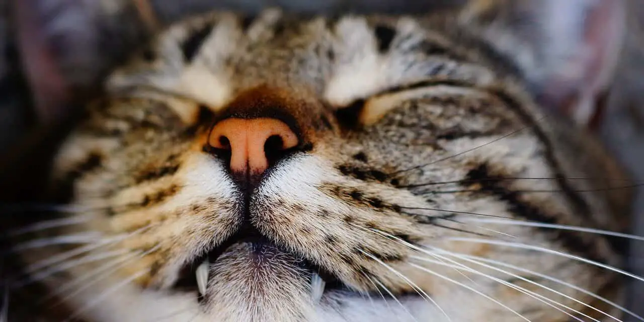 WHY HAS MY CAT STOPPED SLEEPING WITH ME?