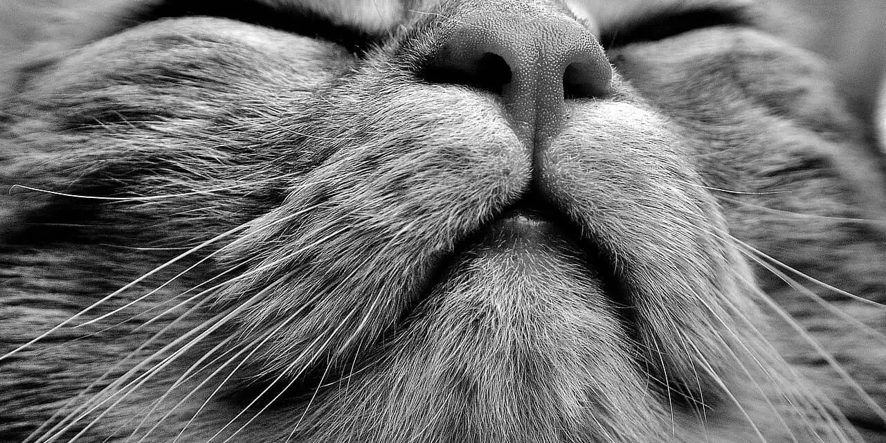 WHY DO CATS SMELL YOUR BREATH AND MOUTH?