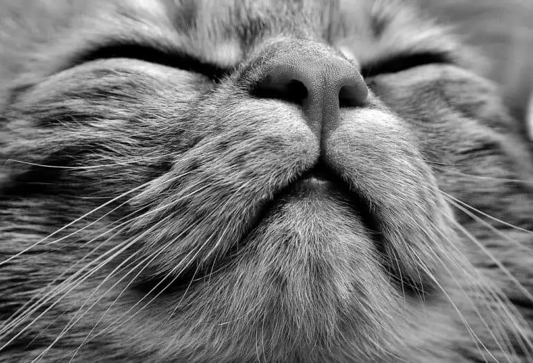 WHY DO CATS SMELL YOUR BREATH AND MOUTH?