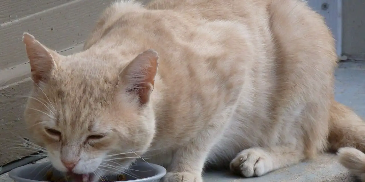 11 BEST MULTIPLE CAT FEEDING STATIONS AND HOW TO CHOSE ONE