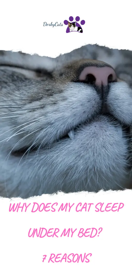 Why does my cat sleep under my bed?