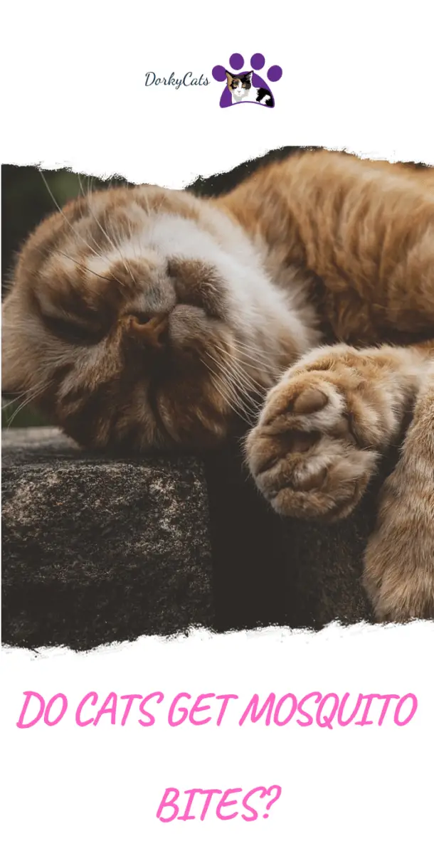 DO CATS GET MOSQUITO BITES? 4 WAYS TO PROTECT THEM