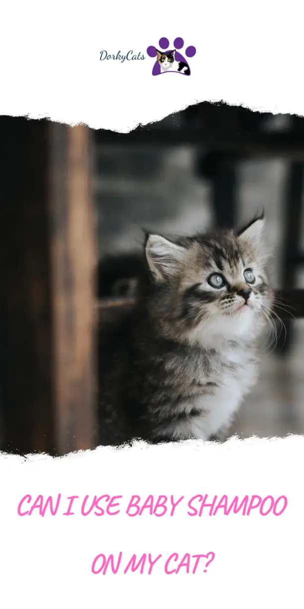 CAN I USE BABY SHAMPOO ON MY CAT? 7 ALTERNATIVES DorkyCats