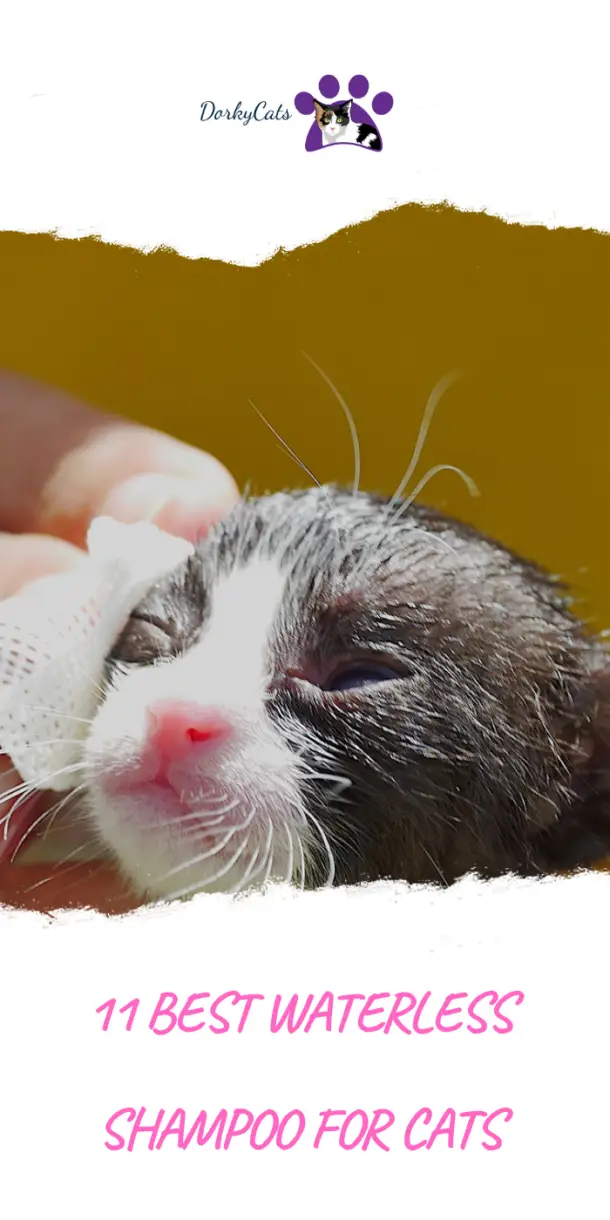 WHAT ARE THE 11 BEST WATERLESS SHAMPOOS FOR CATS?