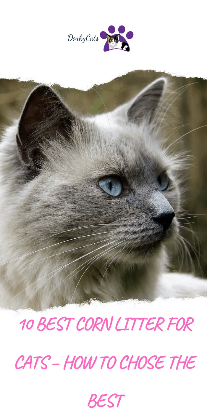 8 BEST CORN LITTER FOR CATS HOW TO CHOSE THE BEST DorkyCats