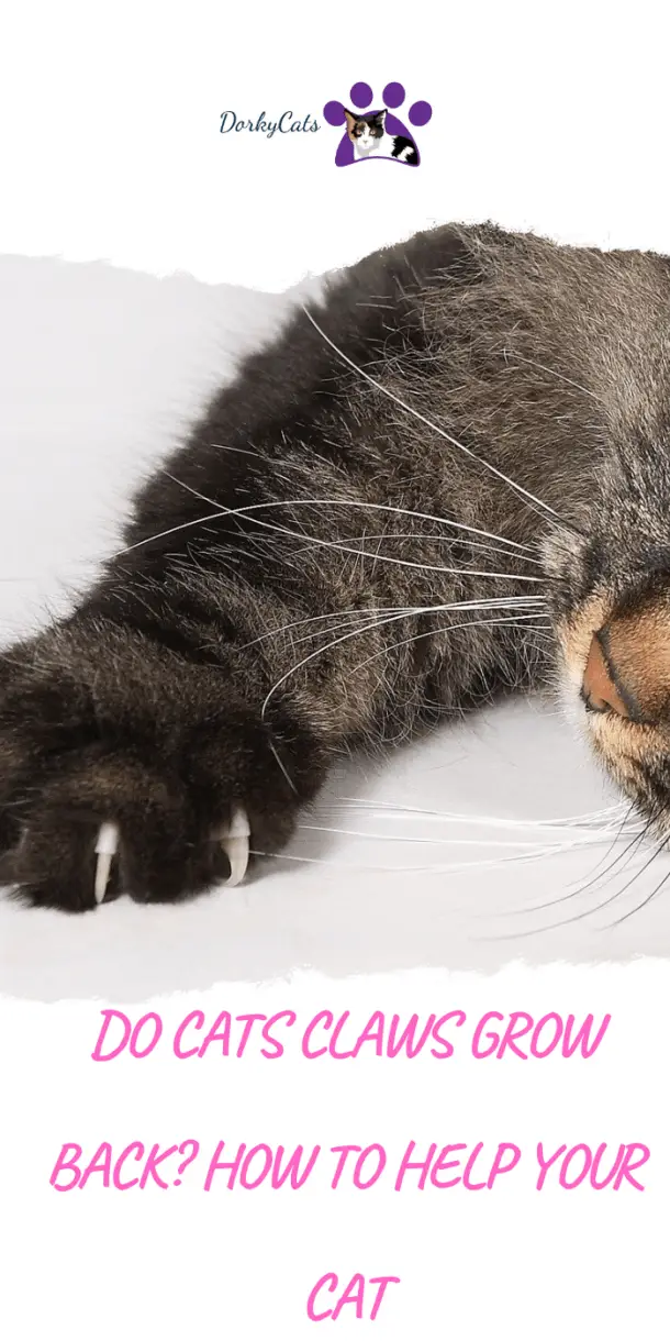 DO CATS CLAWS GROW BACK? HOW TO HELP YOUR CAT DorkyCats