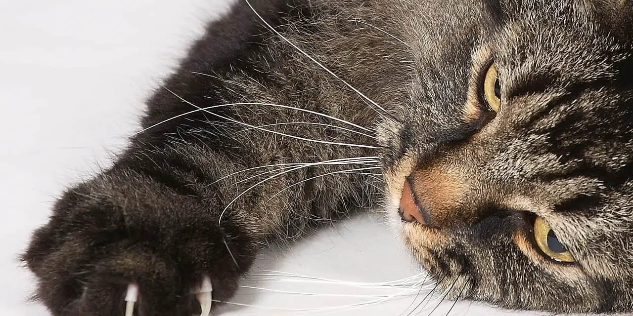 DO CATS CLAWS GROW BACK? HOW TO HELP YOUR CAT Dorkycats