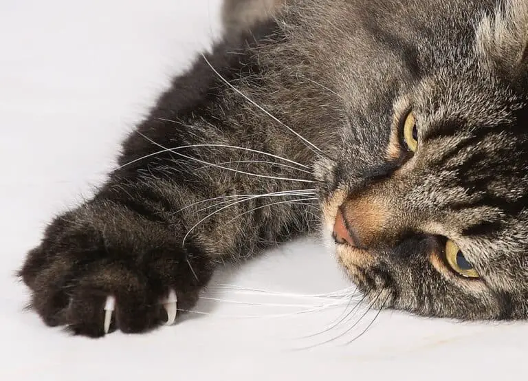 DO CATS CLAWS GROW BACK? HOW TO HELP YOUR CAT