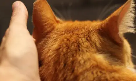 CAT BURIES HEAD IN MY HAND! 8 REASONS FOR IT