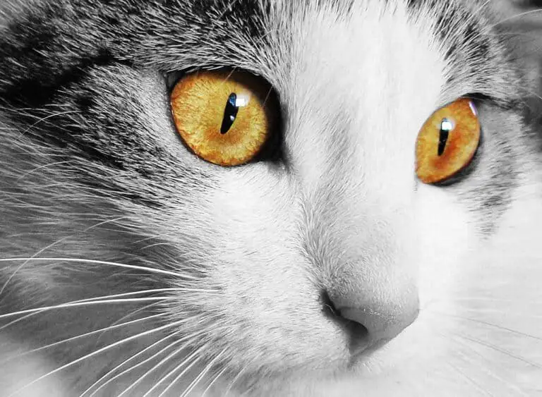 CAN CATS SMELL CANCER? BOTTOM LINE