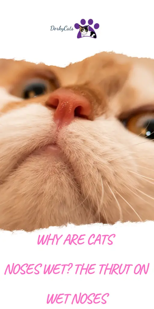 why are cats noses wet?