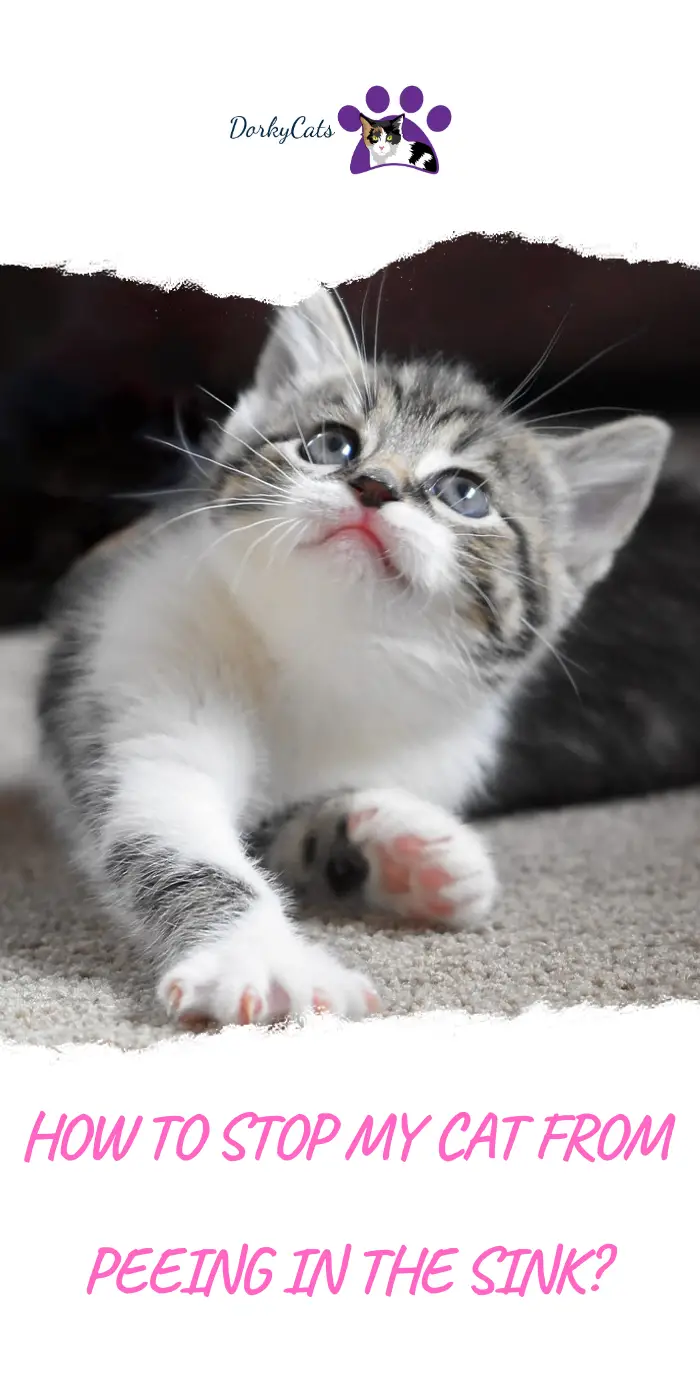 HOW TO STOP MY CAT FROM PEEING IN THE SINK? 7 WAYS