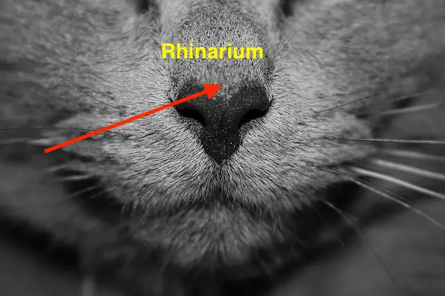 Rhinarium